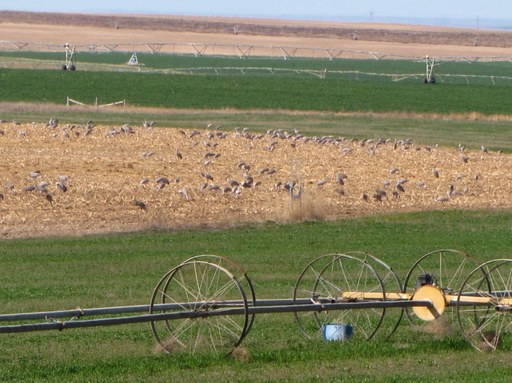 Birds